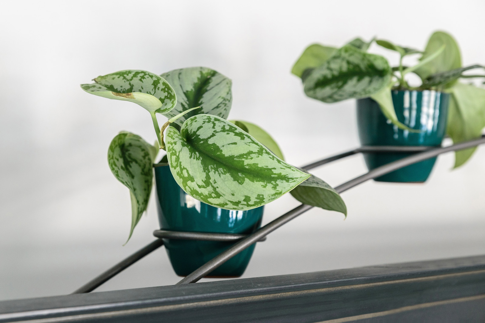 Озеленение холла помещения и кабинета руководителя