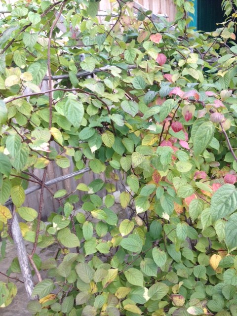 Увей меня нежно: Сажаем вьющиеся растения у забора, беседки и перголы