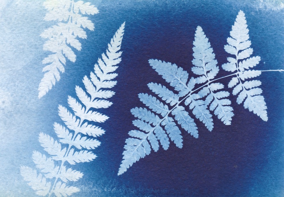 Папоротники (цианотипия)