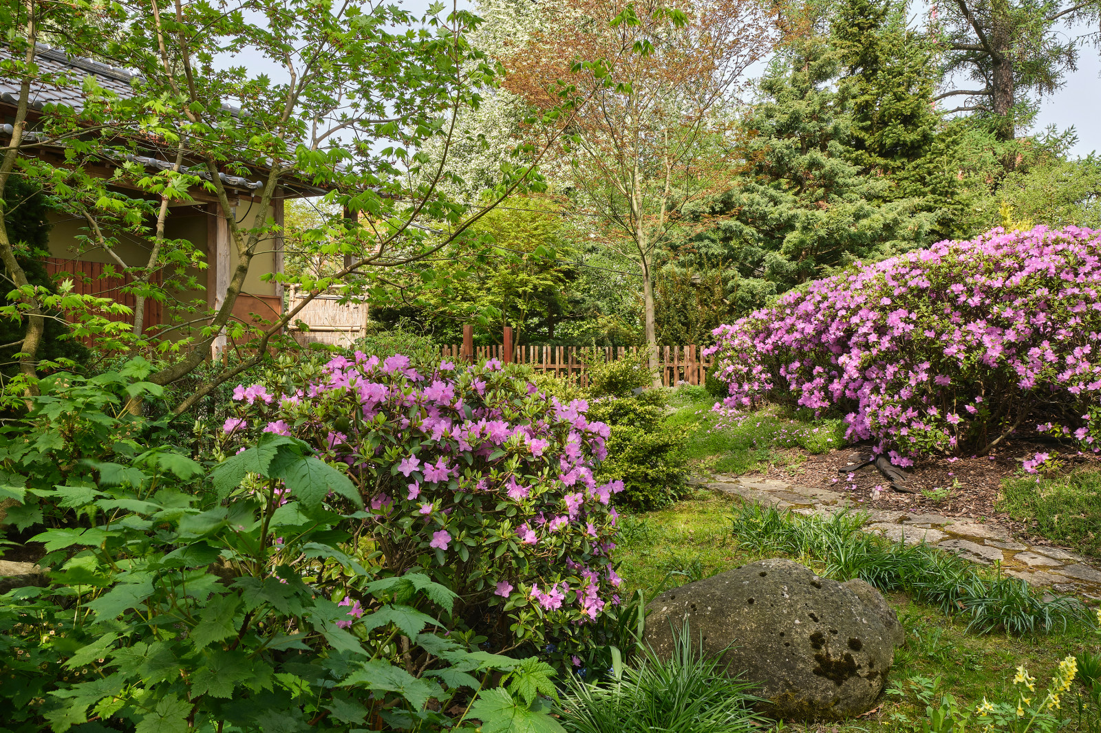 Японский сад в Ботаническом саду БИН РАН, СПб, Петроградка
