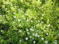 Ольга Евплова