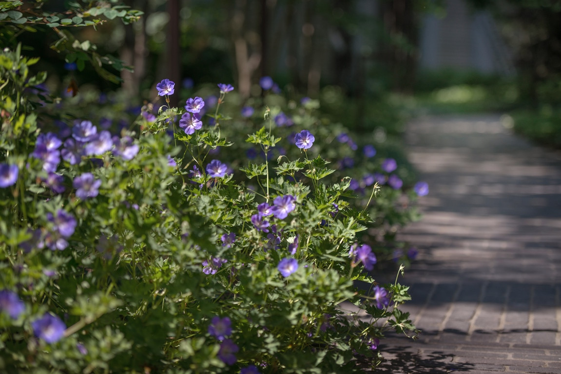 Лесная Рапсодия