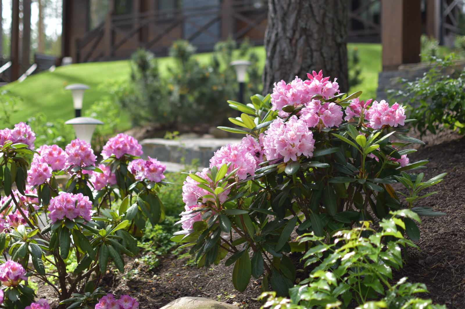 Сад в Карельском лесу