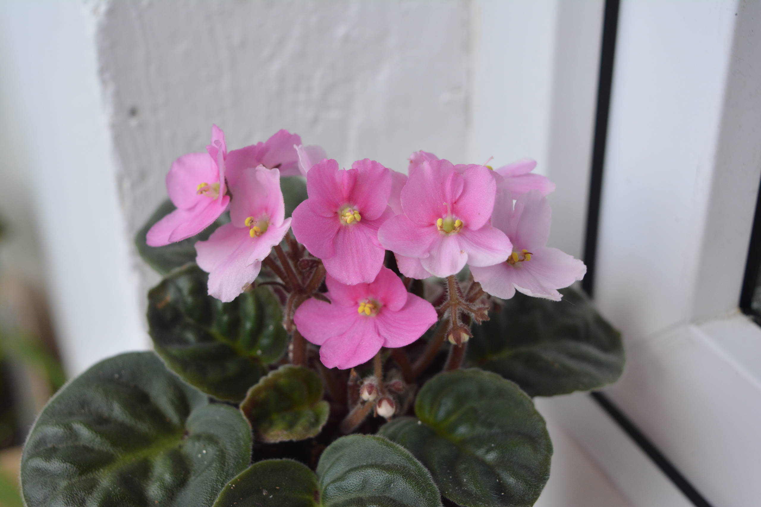 Растение месяца: Сенполия на подоконнике