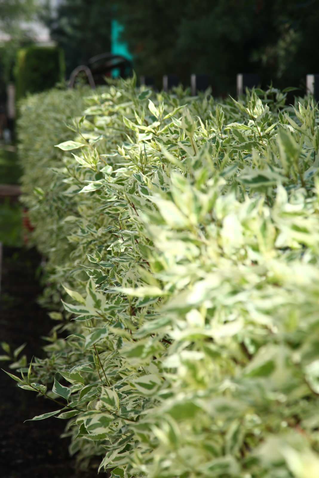 GARDENMARINE Олег Авдонин, Наталья Пышкова