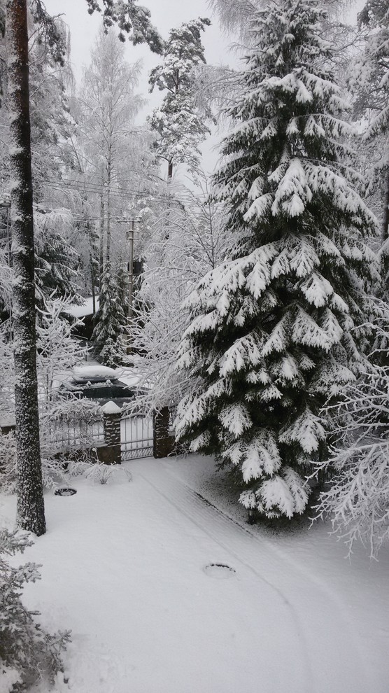 Елка будущего года: Какую выбрать и где посадить