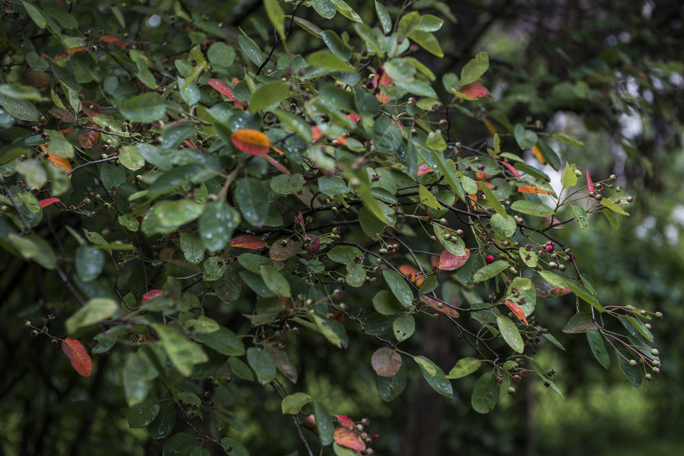 В гостях: Сад в идеальной форме... круга