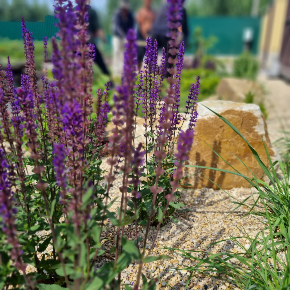 Кожино 2021/зима