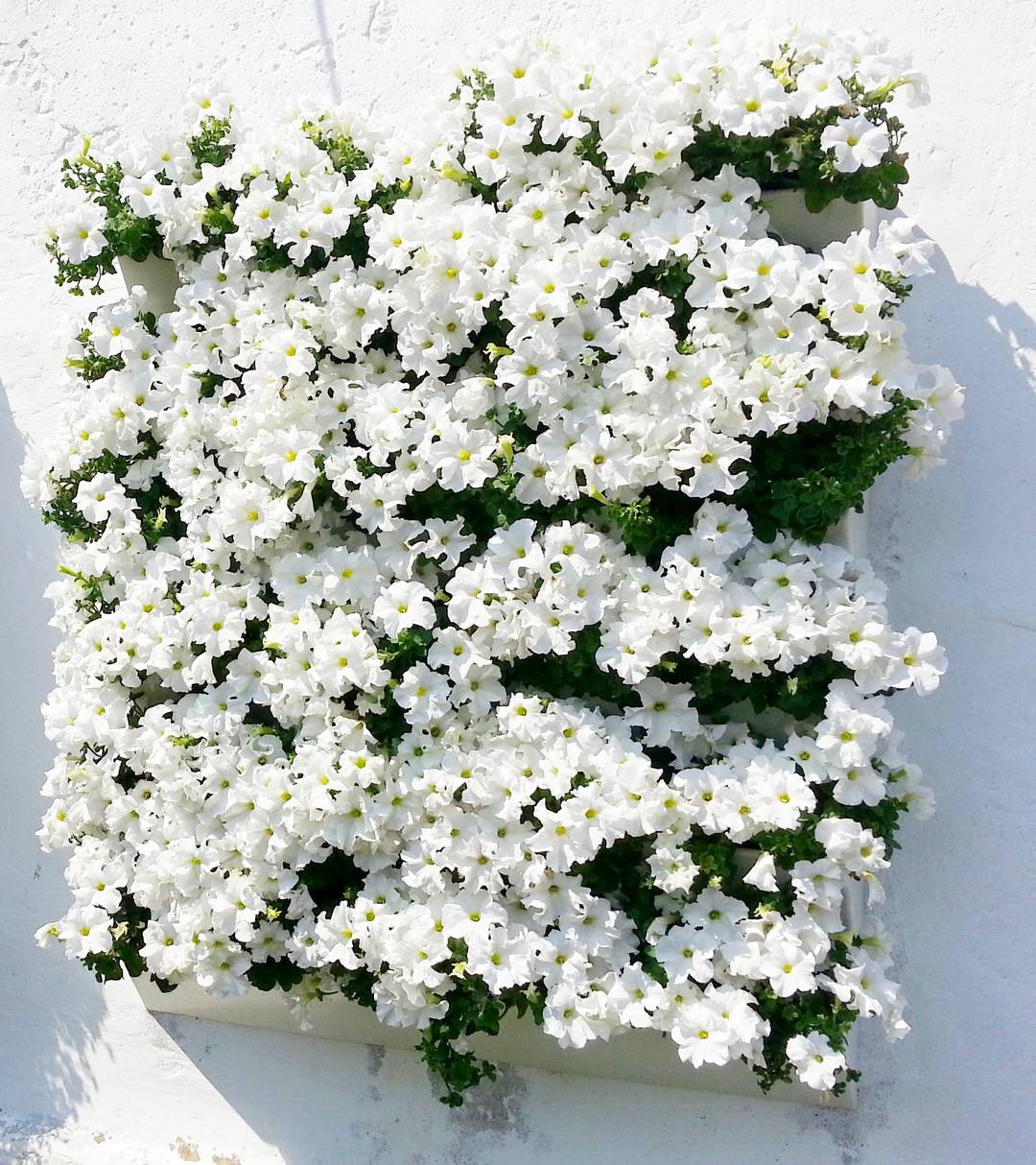 Обложка альбома: озеленение