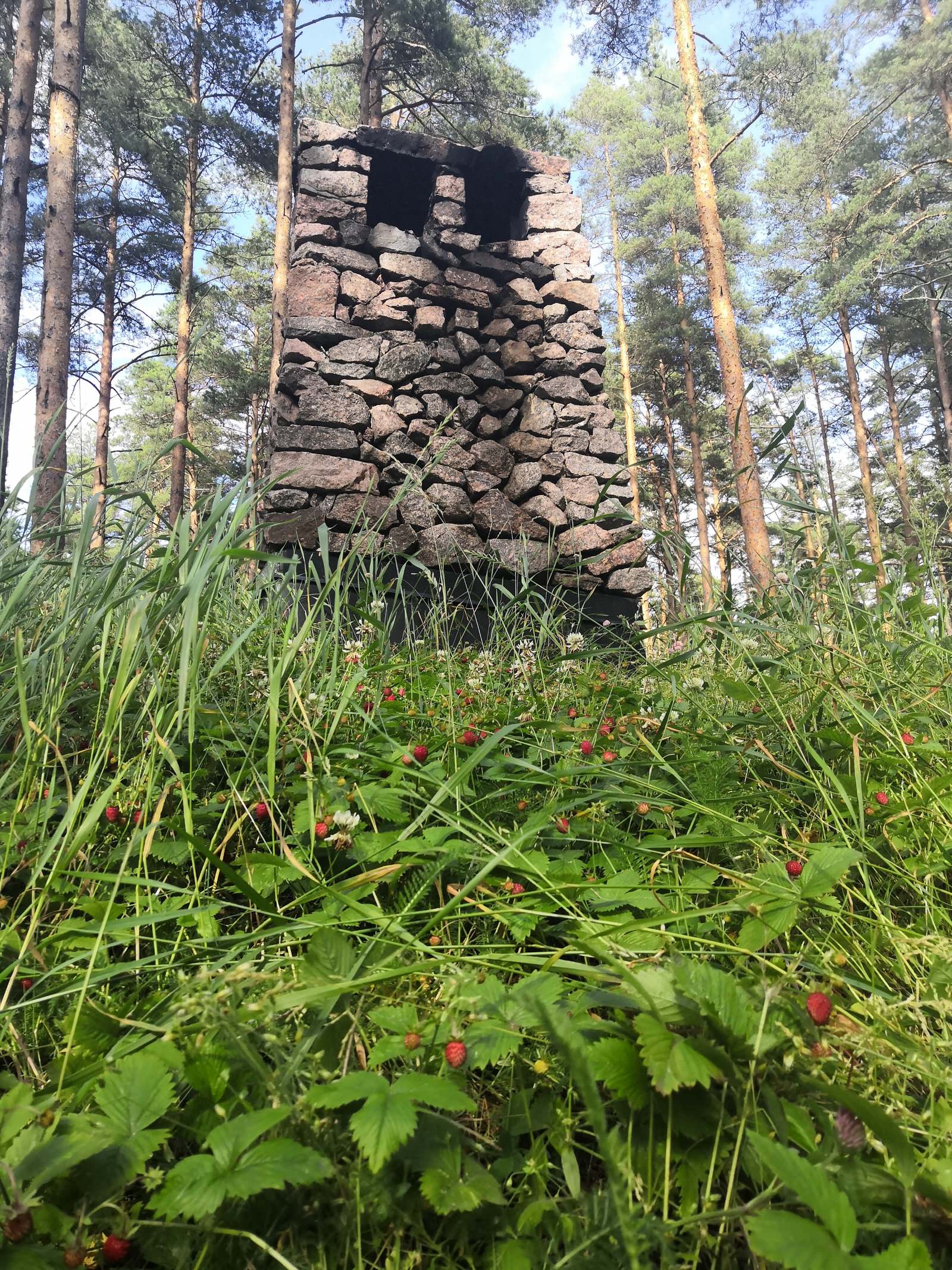 крыша летом, земляника