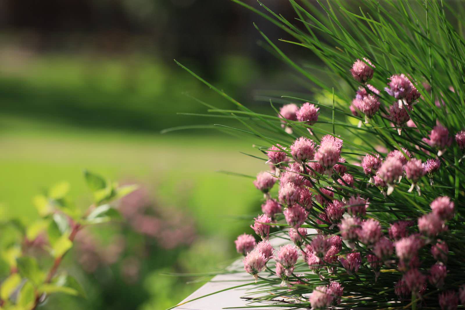 Березовая роща