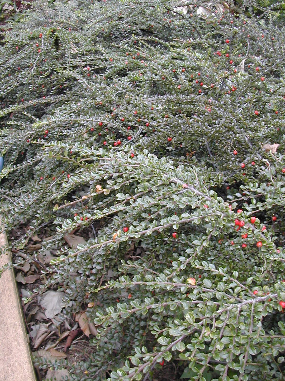 Декоративные кустарники: 12 причин посадить их в своем саду