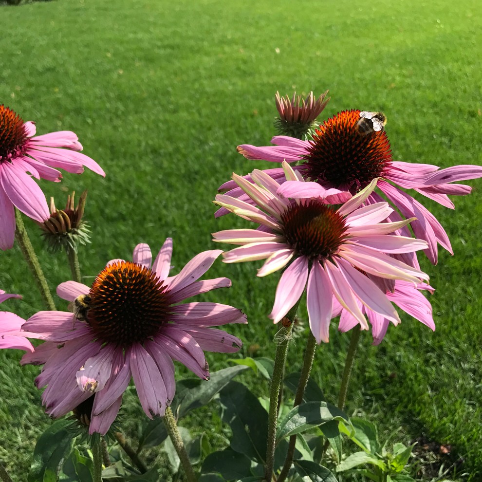 Малинки Виладж