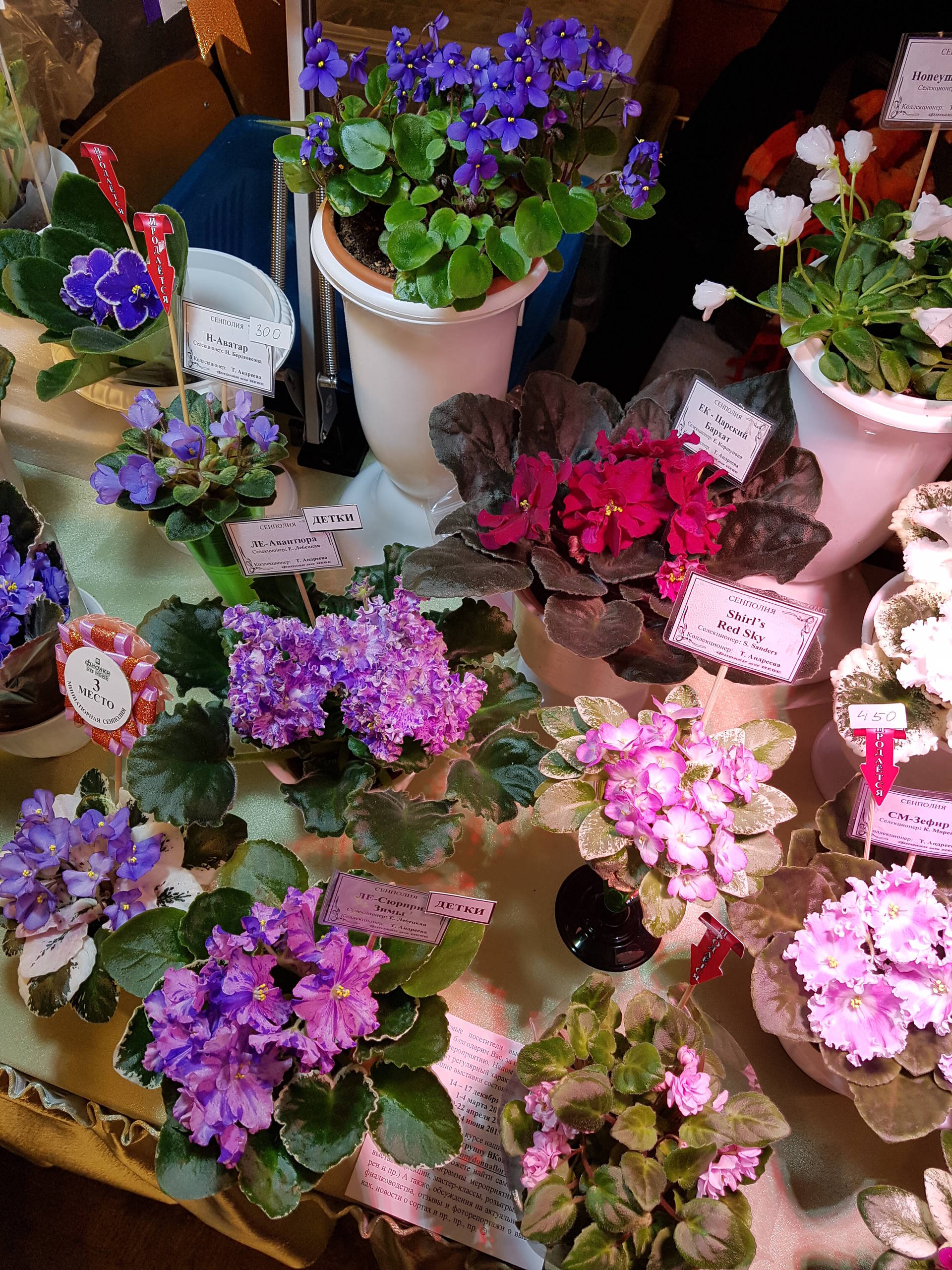 Растение месяца: Сенполия на подоконнике