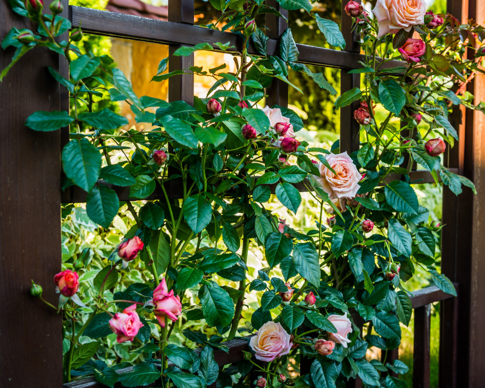 Обложка проекта: Часный сад 4