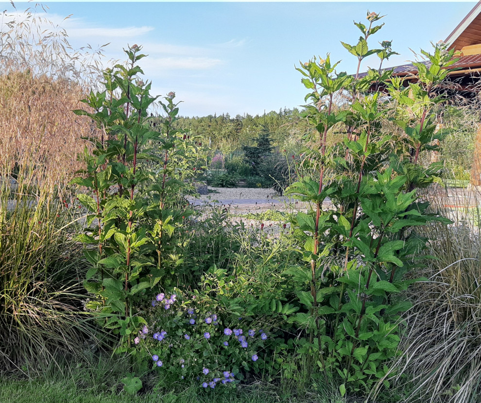 Такие разные колокольчики