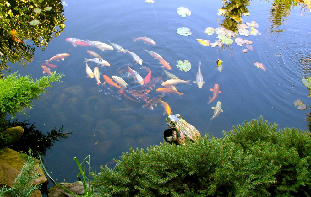 koi pond