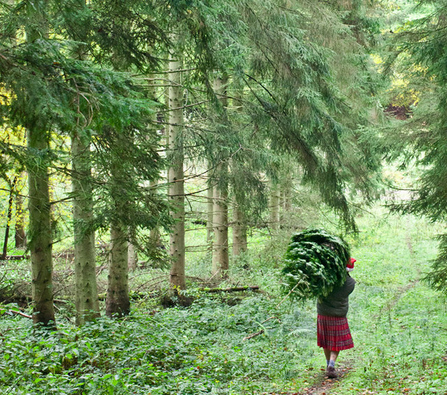 Есть такая профессия: Выращивать новогодние ёлки