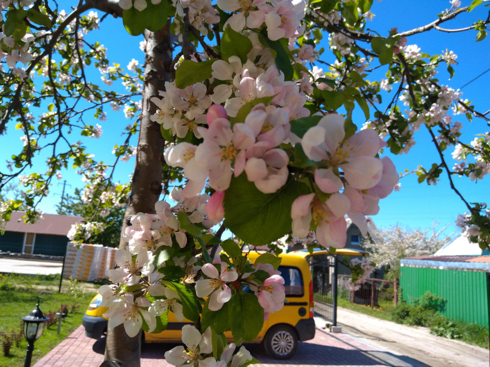 г. Пионерский, Калининградская область