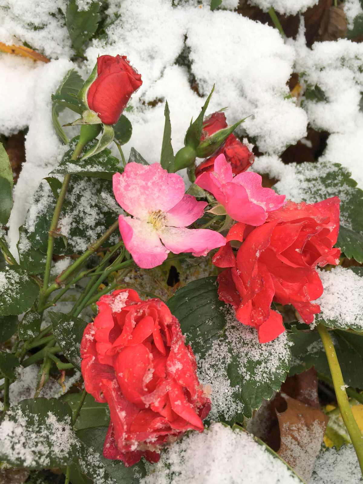 Белкин Сад. Предзимье 2019