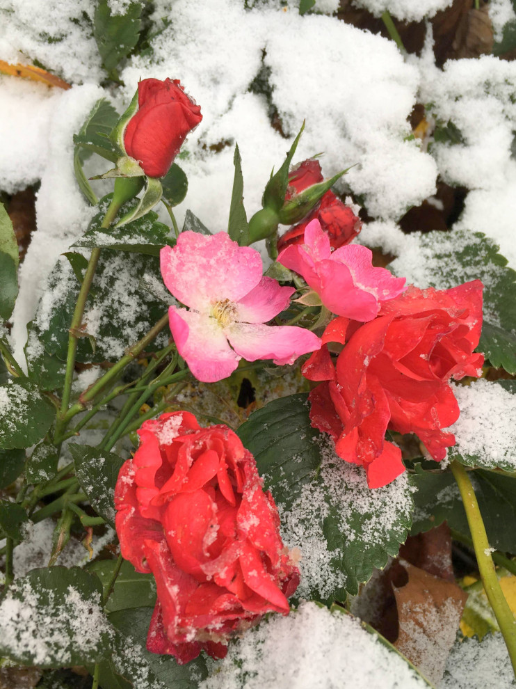 Белкин Сад. Предзимье 2019