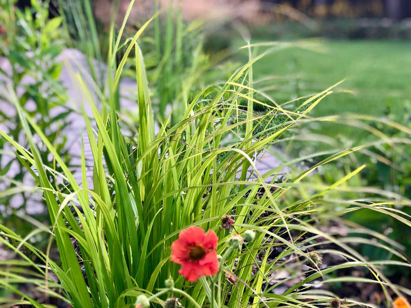 Русские Забавы, лето 2018, первый год жизни сада