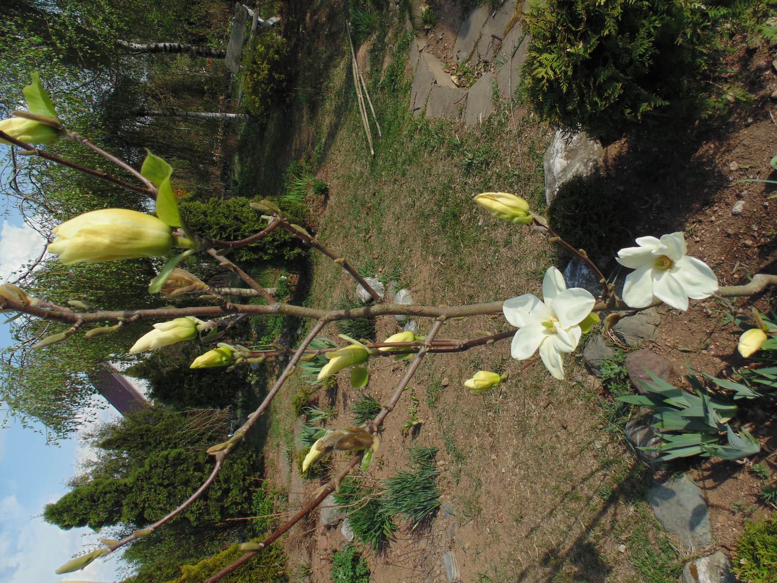 Наш собственный сад