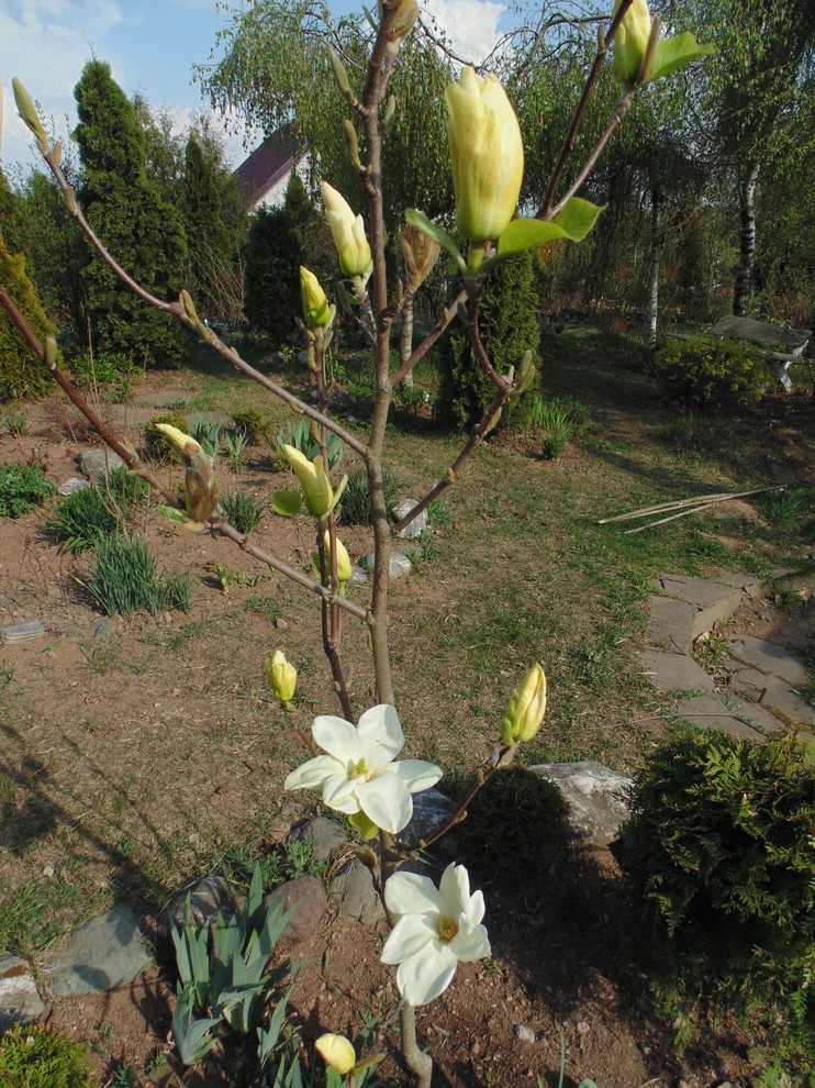 Наш собственный сад