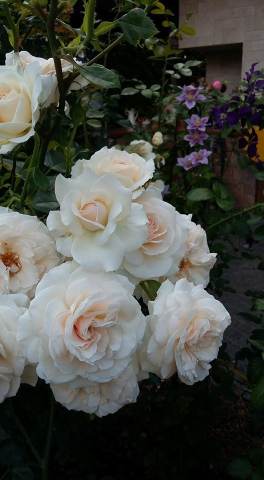 Сенькино московская обл