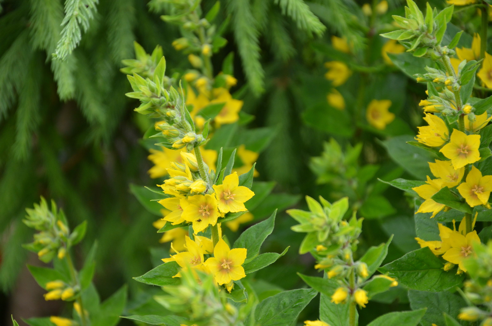 Садовый участок