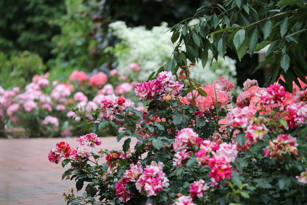 Розарии в садах NB-GARDEN