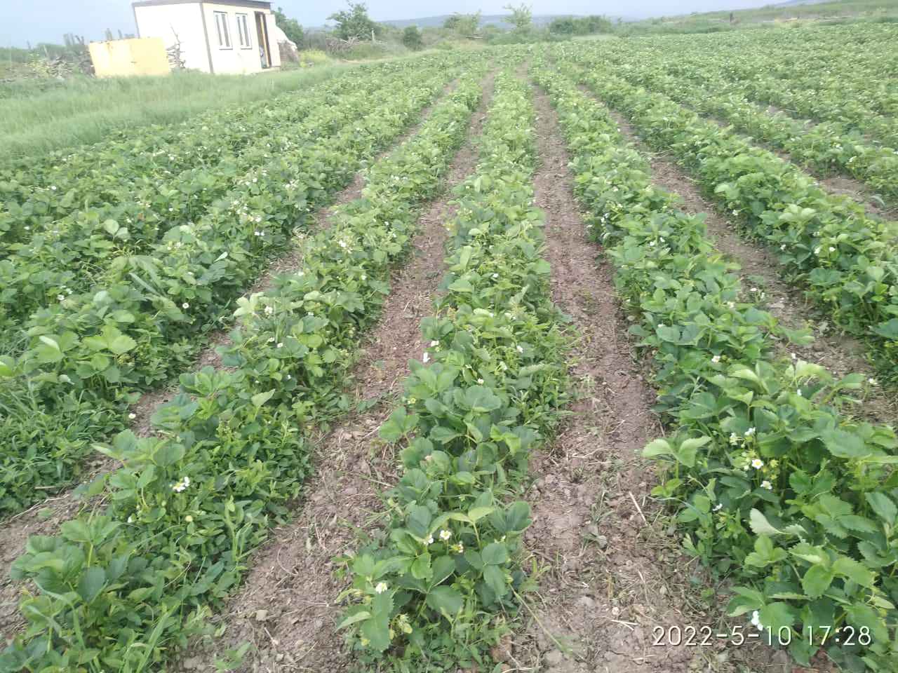 Милана Художник