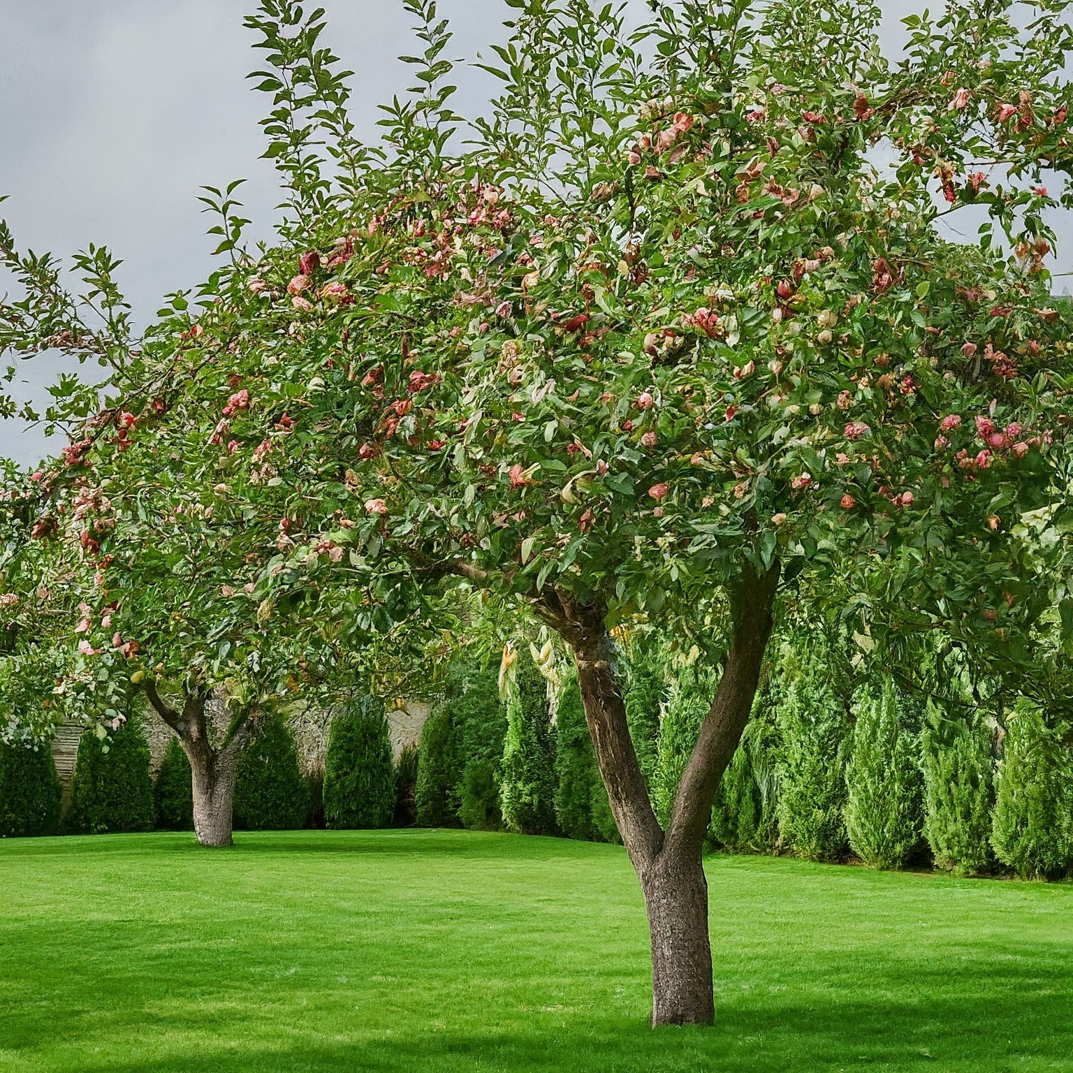 Частный сад 2. Современный