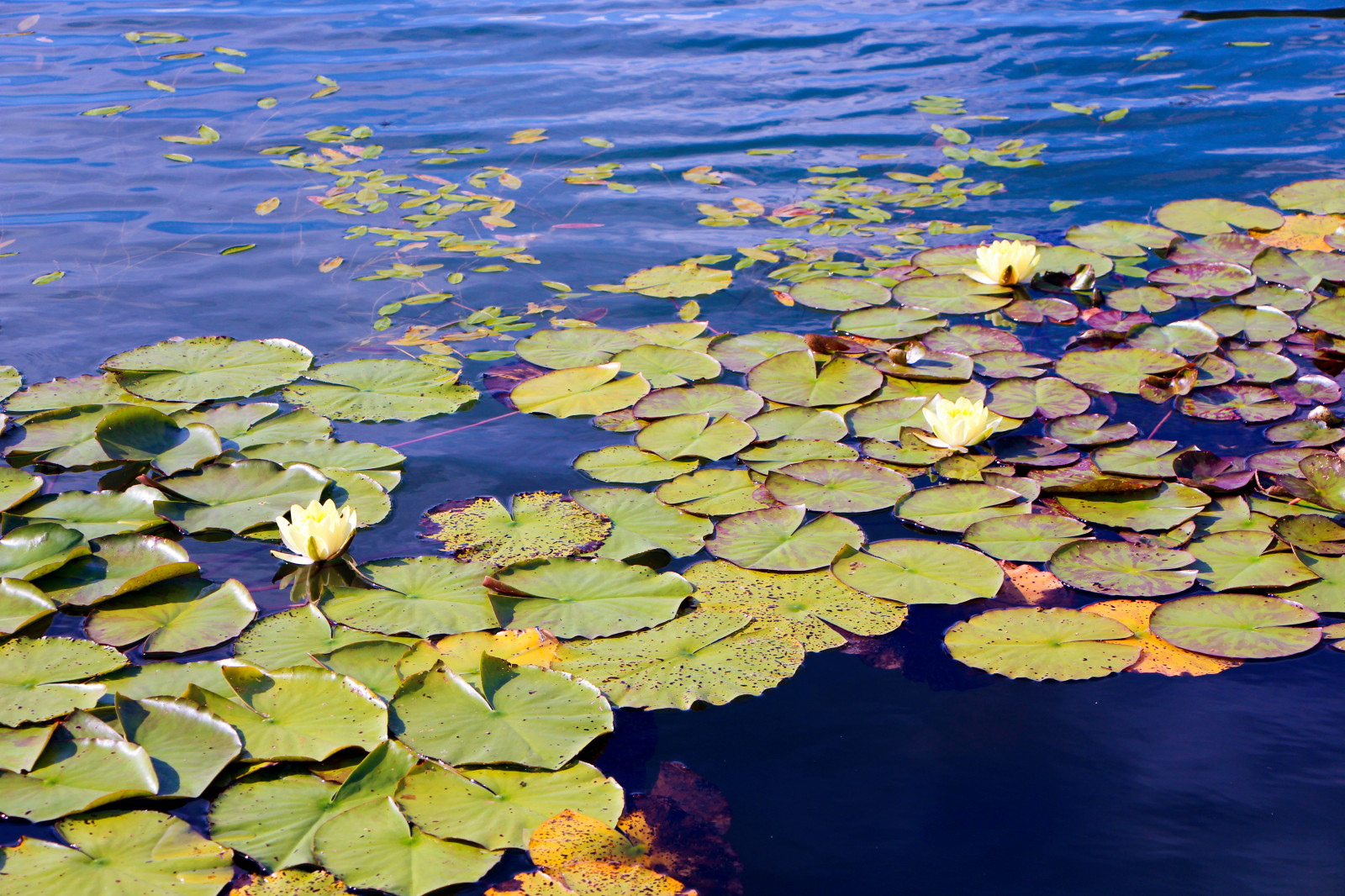 Харламово, 2010-2012 гг.