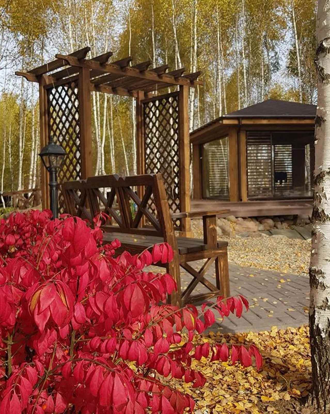 Пруд и берёзы