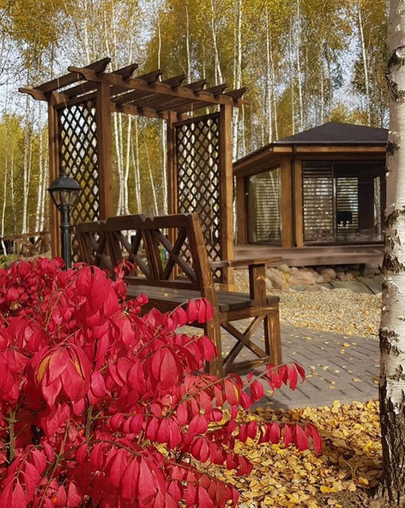 Пруд и берёзы