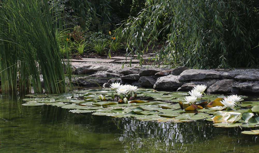 Концы в воду: Декоративные растения для оформления пруда