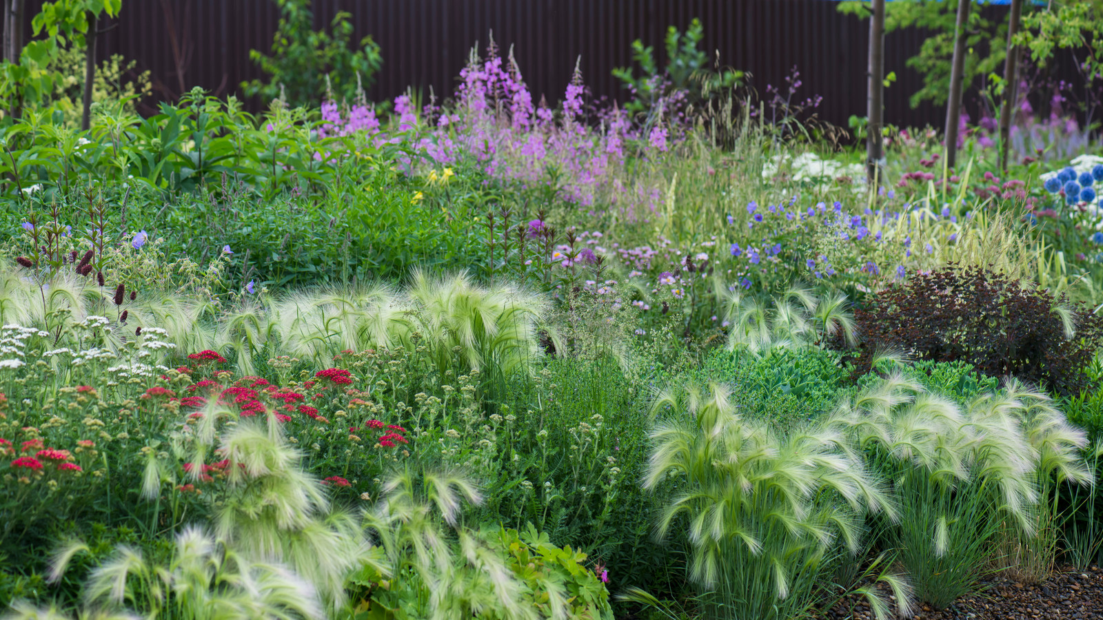Цветник в  природном стиле  (" New Perennials"  или "Новая волна")