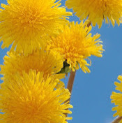 Екатерина Кадиева