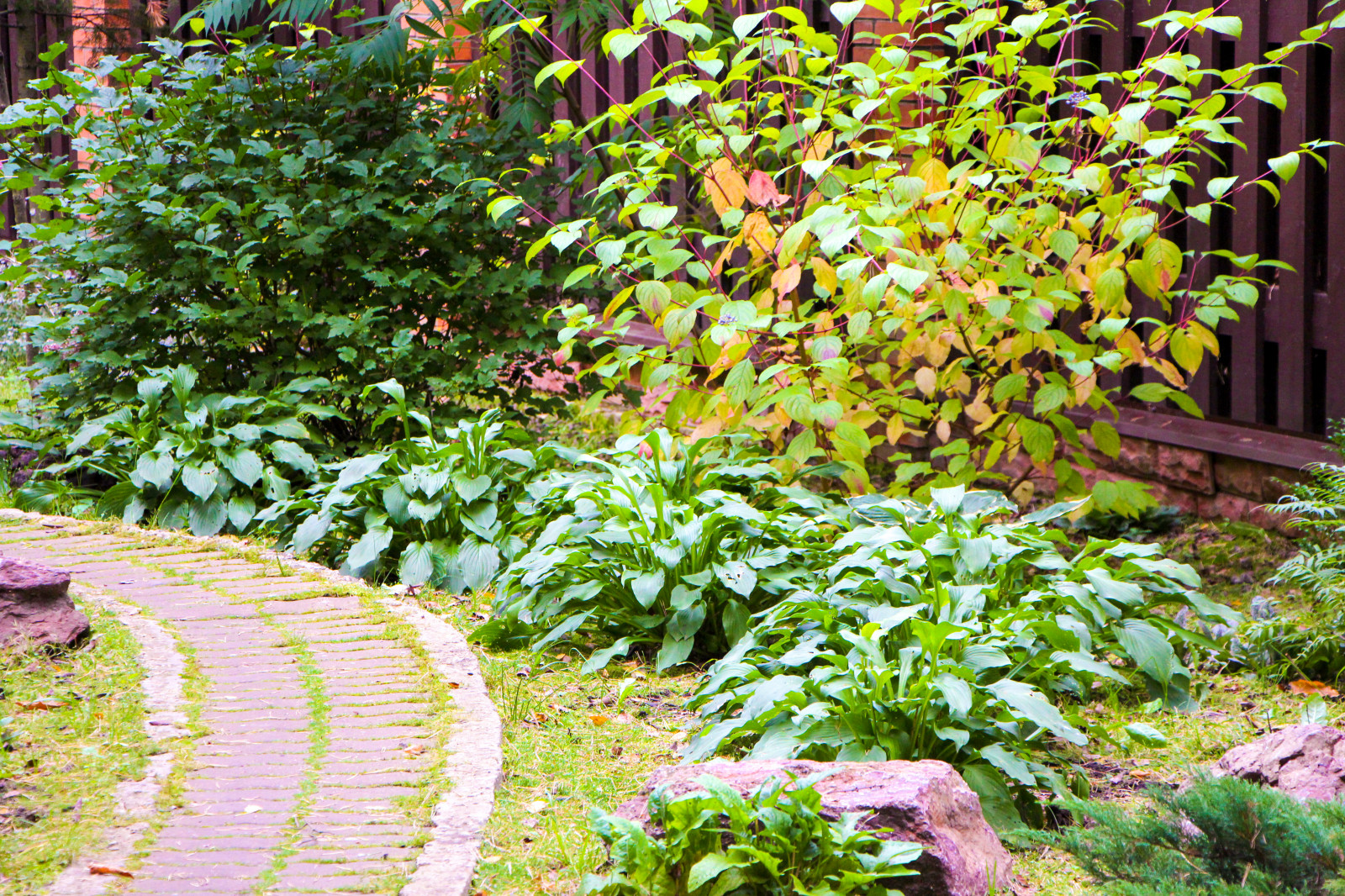 Баковка, 2018 г.