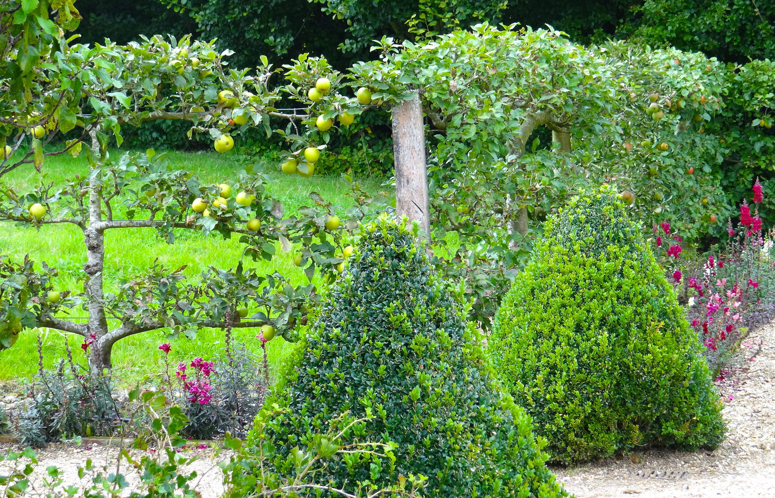 Шпалера в саду: Как вырастить деревья необычной формы