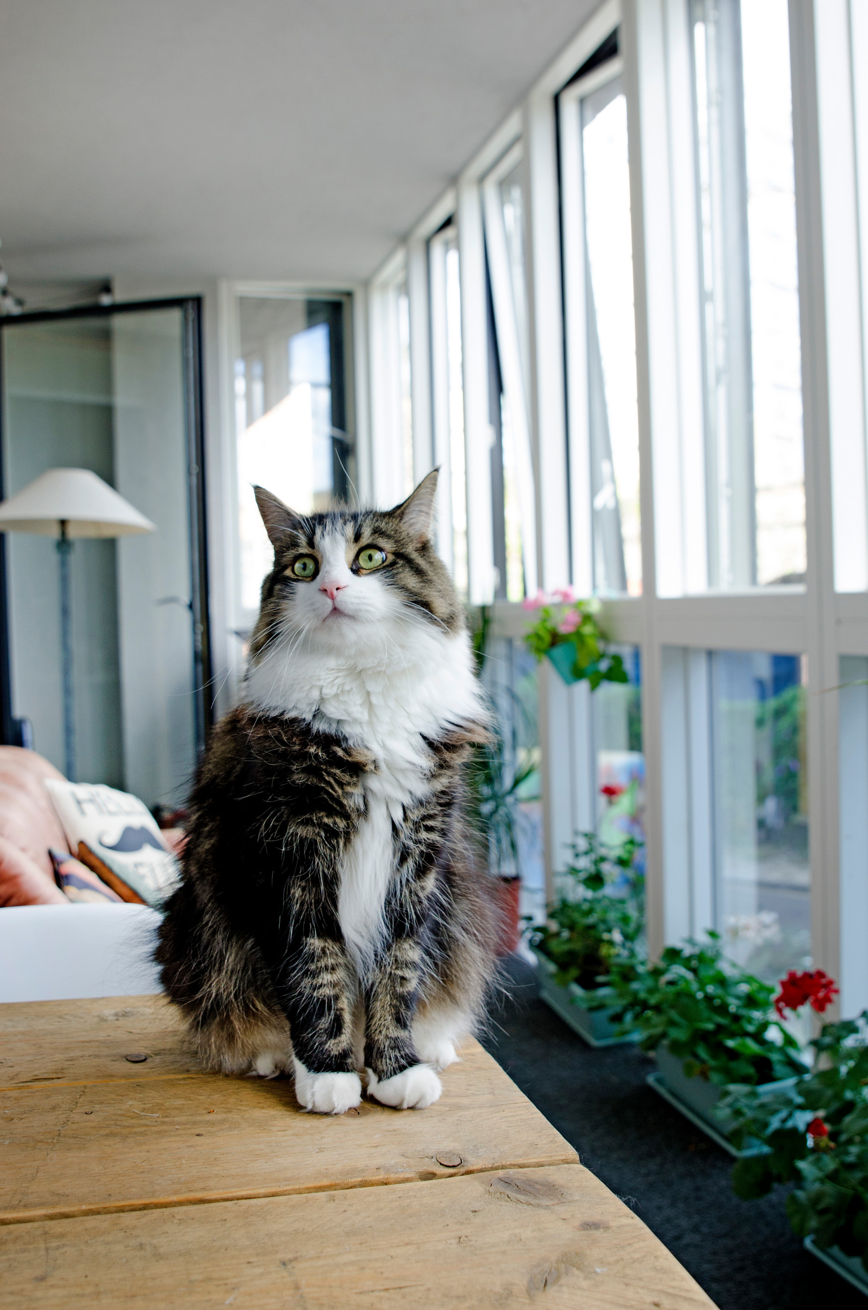 Мир дизайна: 10 счастливых питомцев и их места обитания в доме