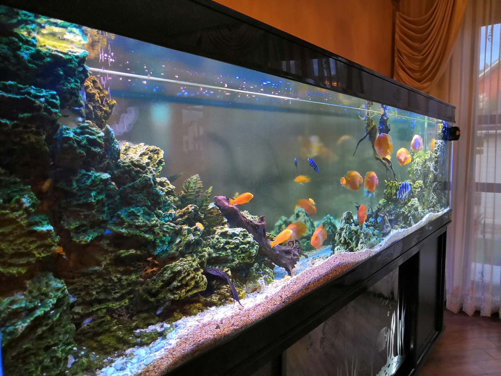 Аквариум для крупных рыб