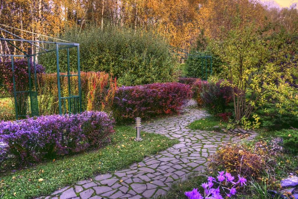 В закладки: Топ-10 растений для формованных изгородей