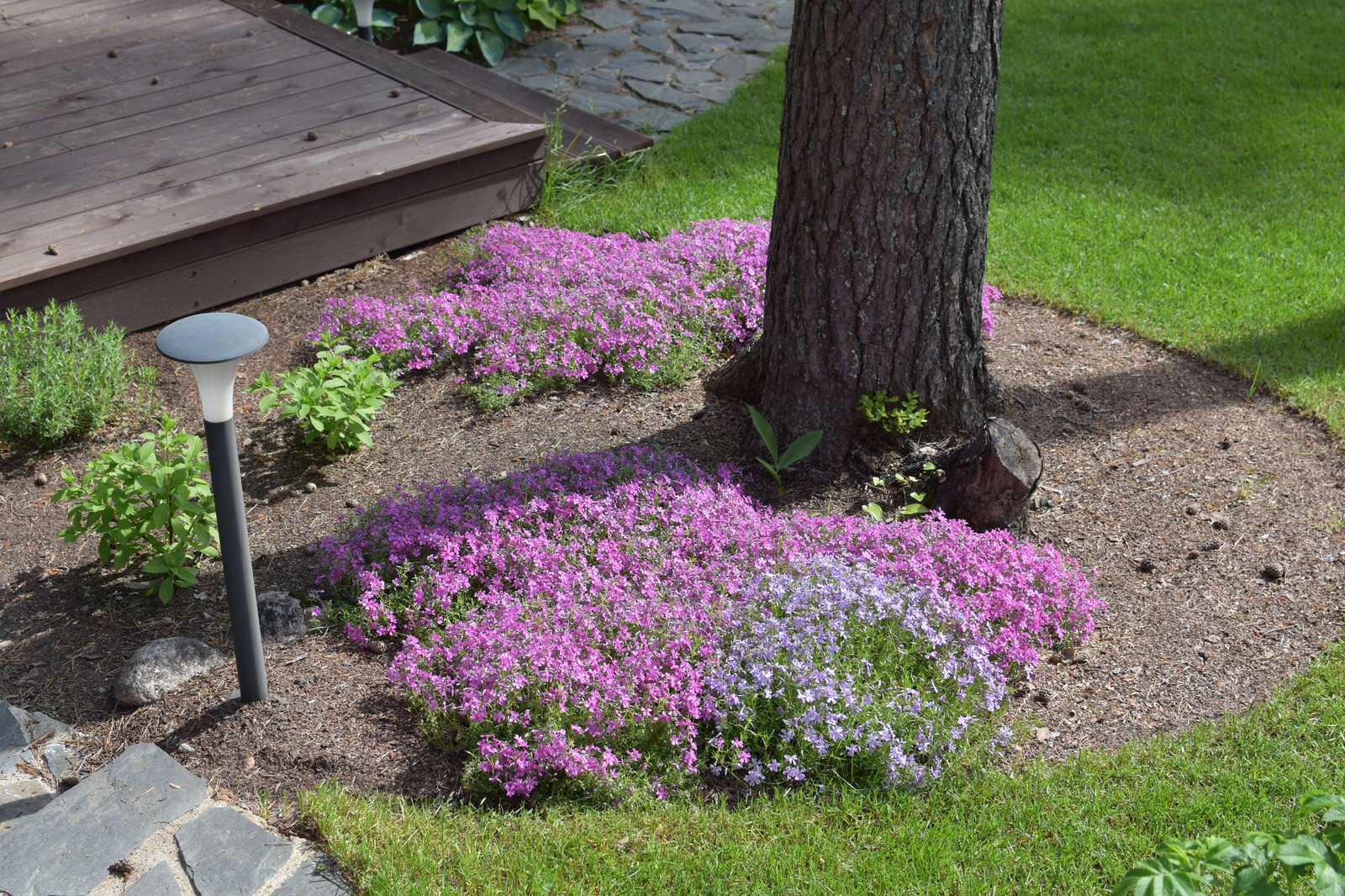 Сад в Карельском лесу