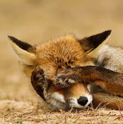 Коля Николай