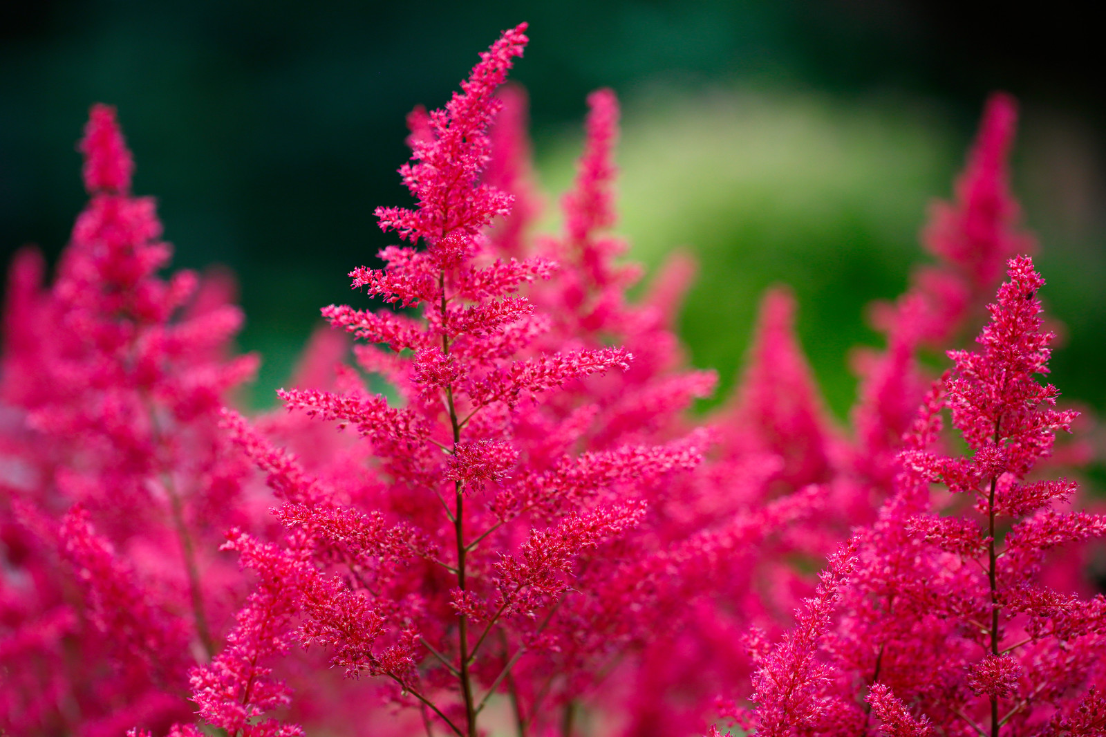 В закладки: Топ-10 цветущих растений для сада в тени