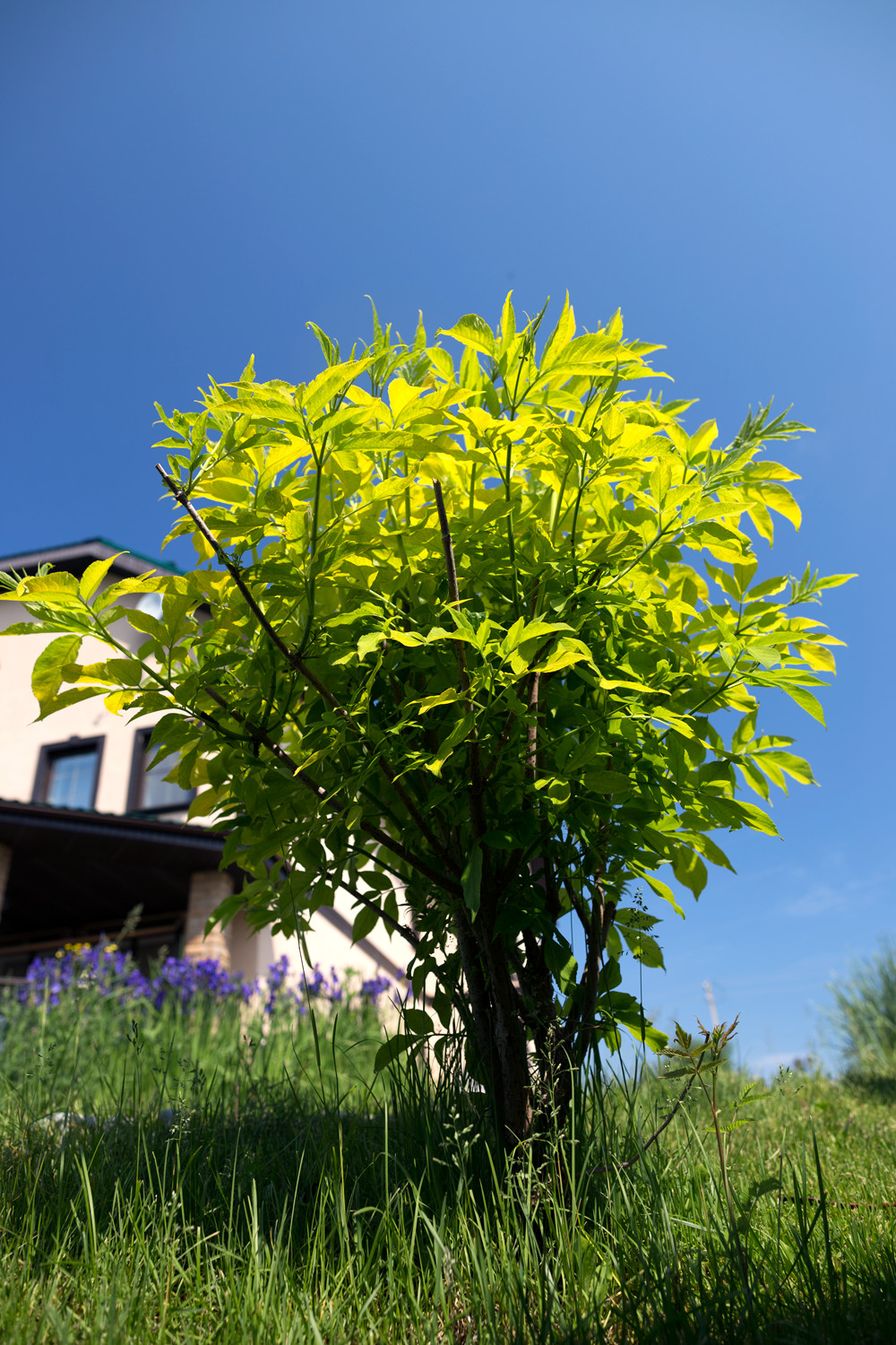 Новая Рига, Москва