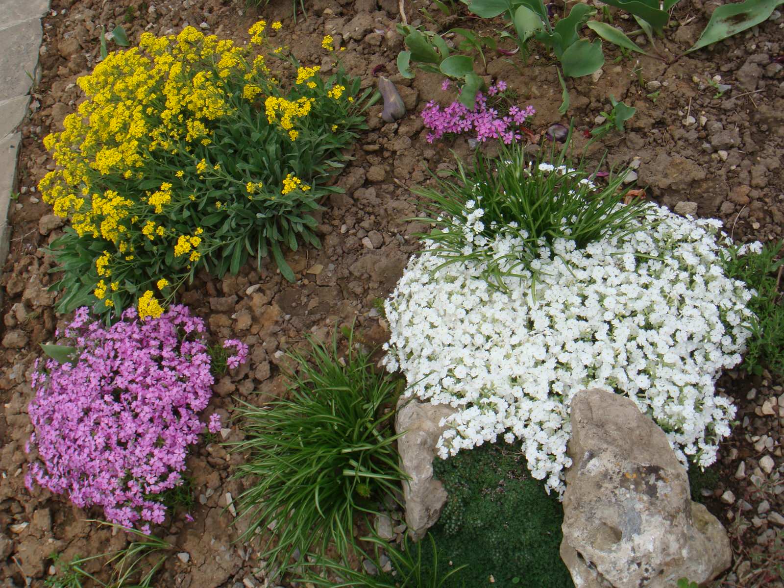 Обложка проекта: Альпийская горка