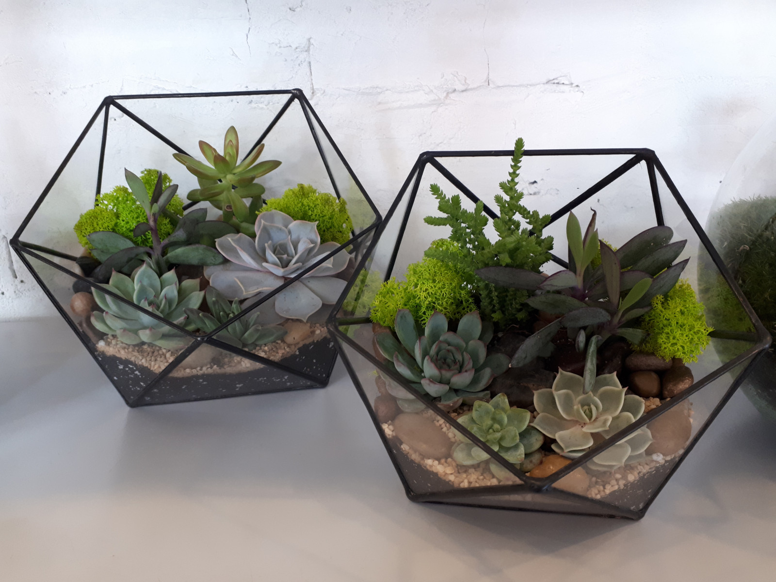 Настольные флорариумы